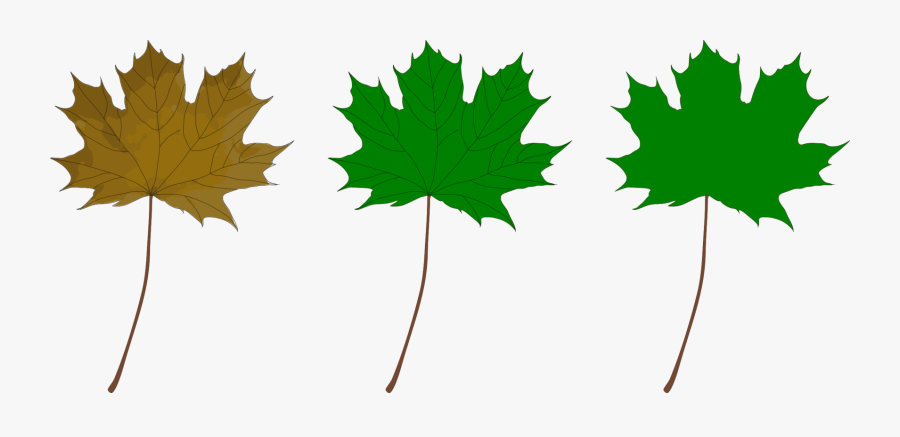 Plant,leaf,tree - Green Maple Leaf Clip Art, Transparent Clipart