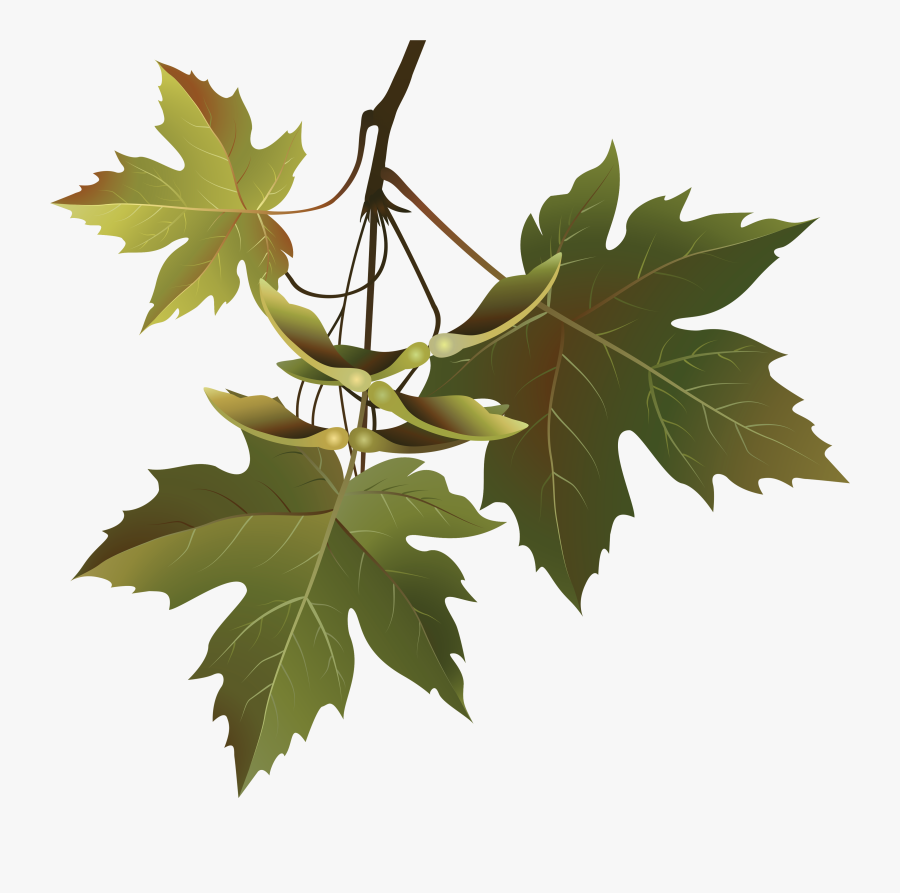 Clip Art Svg Stock Huge - Branch Of Maple Leaves, Transparent Clipart