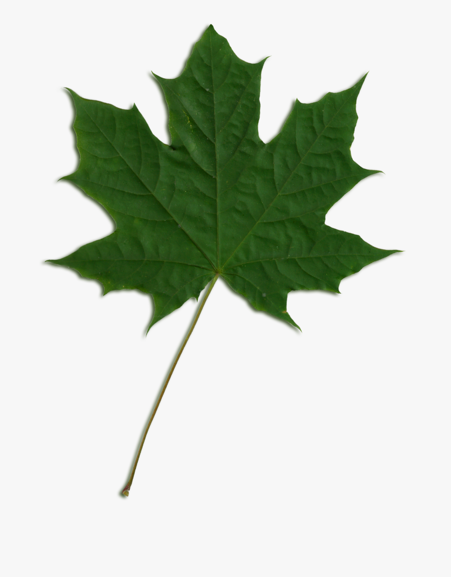 Sycamore Tree Leaf Png Transparent Sycamore Tree Leaf - Canada Hoja De Maple, Transparent Clipart