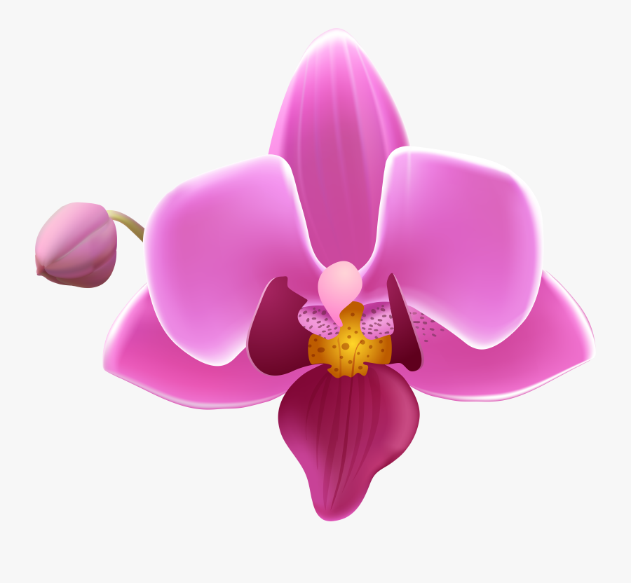 Orchid Clipart Wallpaper Hd, Transparent Clipart