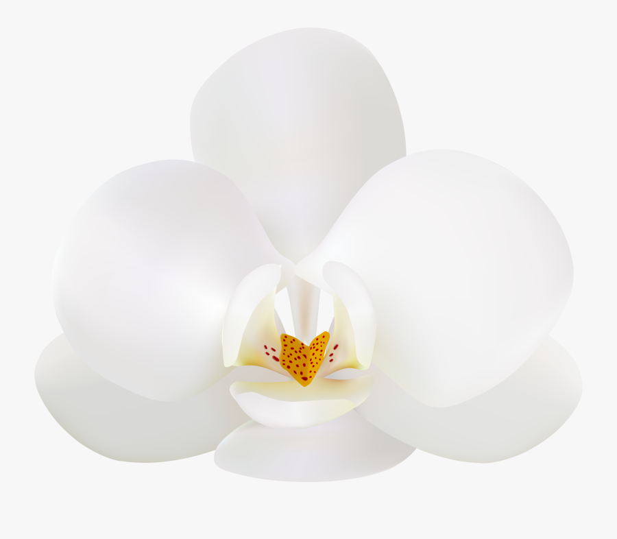 White Orchid Clip Art , Png Download, Transparent Clipart