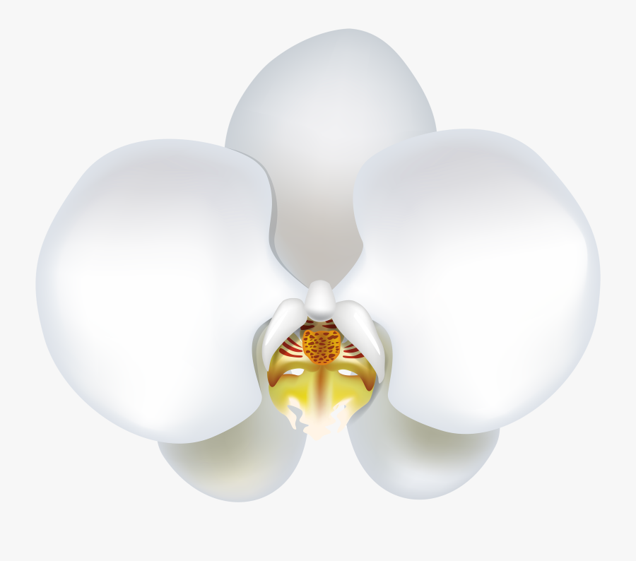 White Orchid Flower Clip Art � Clipart Free Download - Phalaenopsis Sanderiana, Transparent Clipart