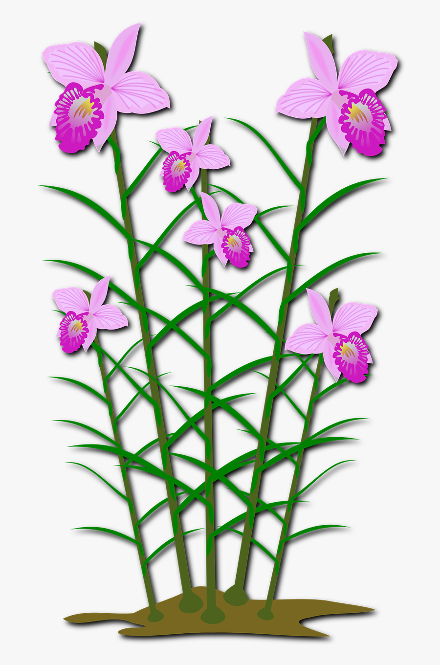 Clip Art, Flor, Flora, Flower, Nature, Orchid, Orchids - ภาพ ตัด ปะ ดอกไม้, Transparent Clipart