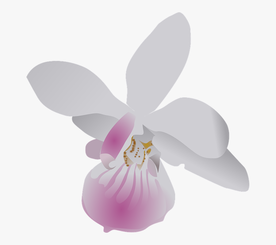 Free To Use Public Domain Orchid Flower Clip Art - White Orchid Free Clipart, Transparent Clipart