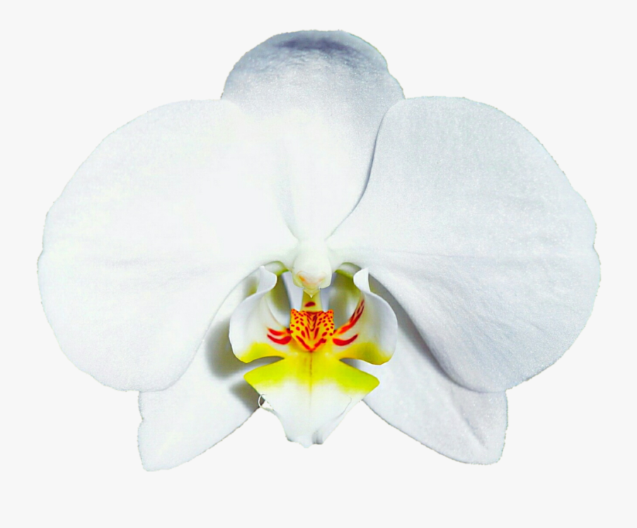 Bridal White Orchid By Jeanicebartzen - Moth Orchid, Transparent Clipart