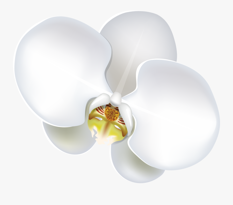 Moth Orchid, Transparent Clipart