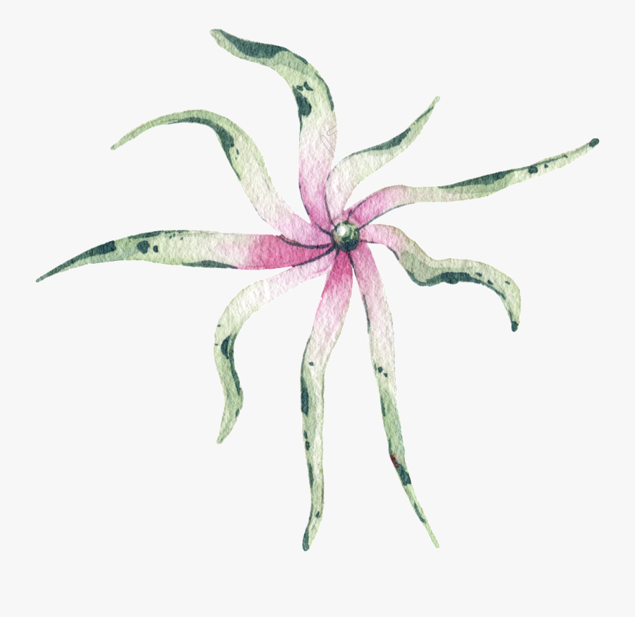 Drawn Orchid Decoration - Orchid, Transparent Clipart