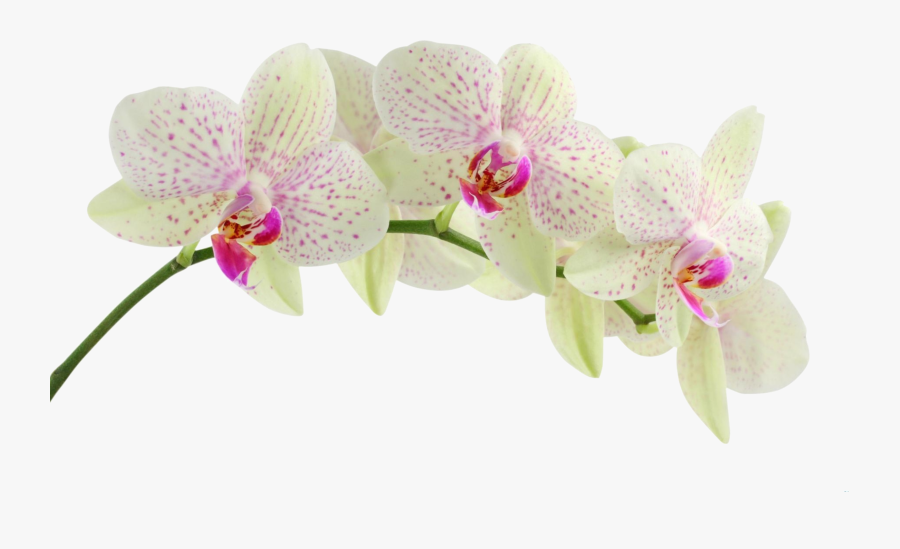 Flowers In White Background, Transparent Clipart