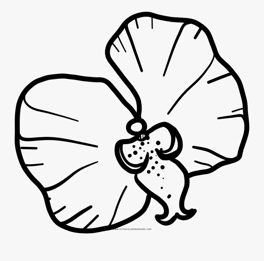 Orchid Flower Coloring Page, Transparent Clipart