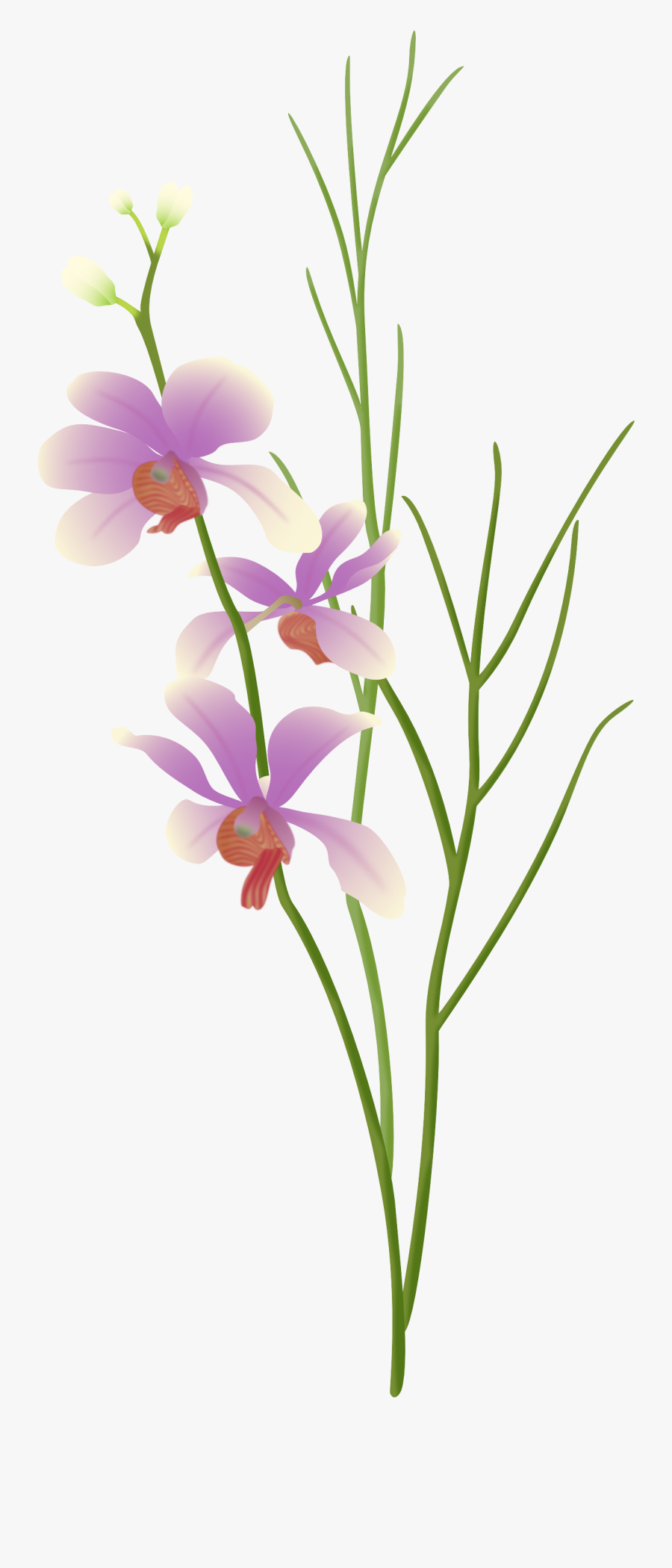 Purpleorchid - Christmas Orchid, Transparent Clipart