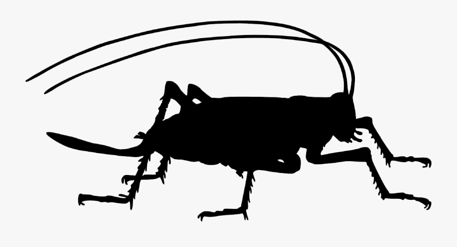 Insect,clip Art,line,weevil,coloring Book,line Art,beetle,black - Cricket Insect Silhouette Clipart, Transparent Clipart