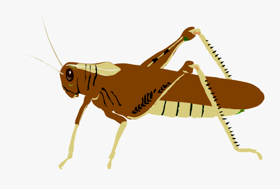 Transparent Cricket Bug Png - Grasshopper Clipart, Transparent Clipart