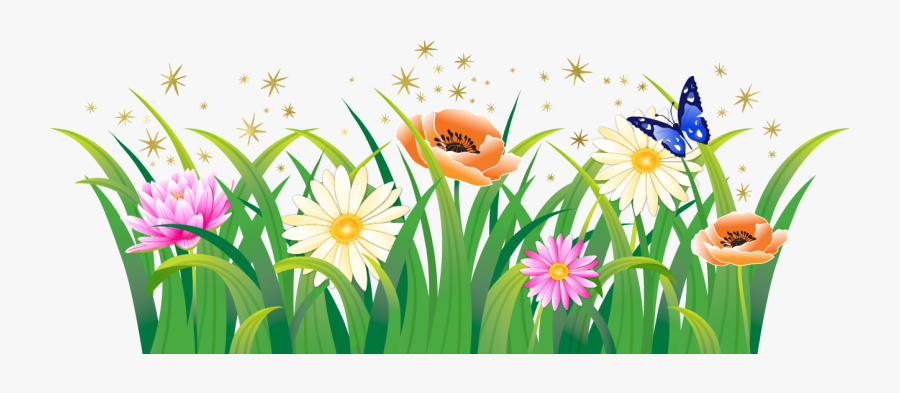 Marguerite Daisy, Transparent Clipart