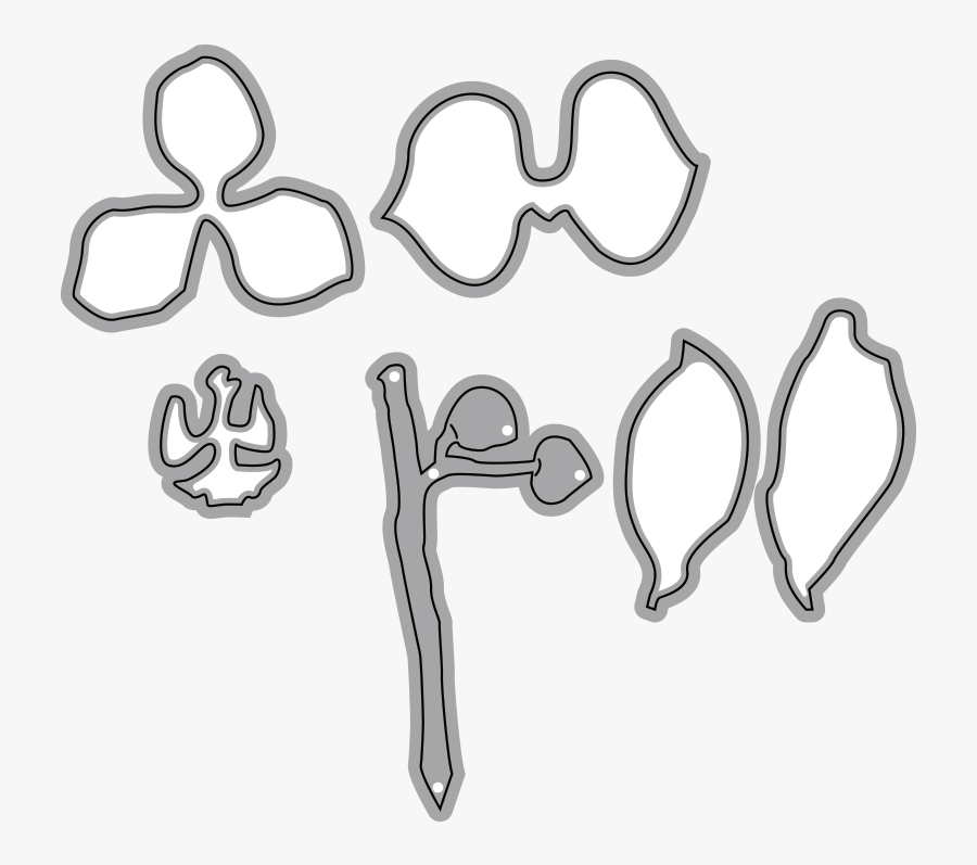 Phalaenopsis, Transparent Clipart