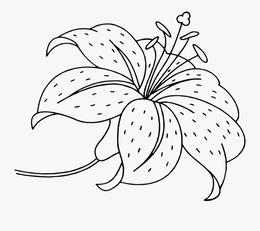 Flower, Flowers, Beautiful Flower, Garden Flowers - Stargazer Lily Coloring Pages, Transparent Clipart
