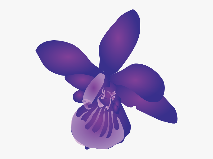 Moth Orchid, Transparent Clipart
