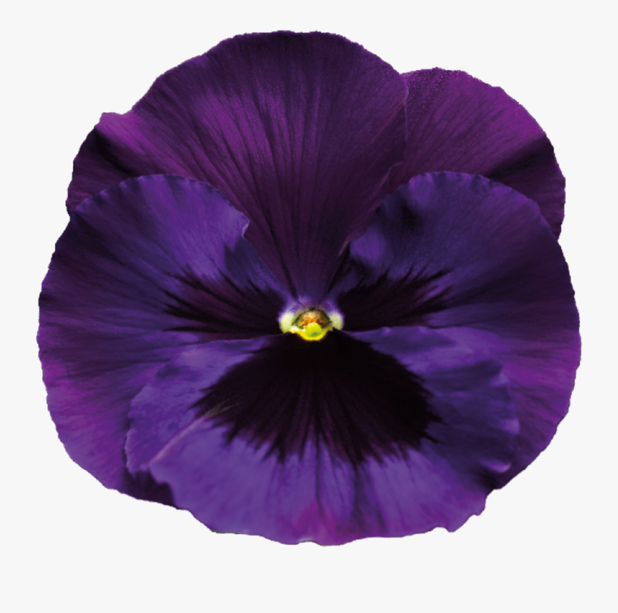 Purple Rose Clipart Transparent Background - Violet Flower Transparent Background, Transparent Clipart