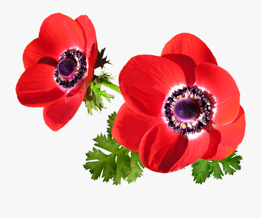 Transparent Flower Garden Png - Anemone Png, Transparent Clipart