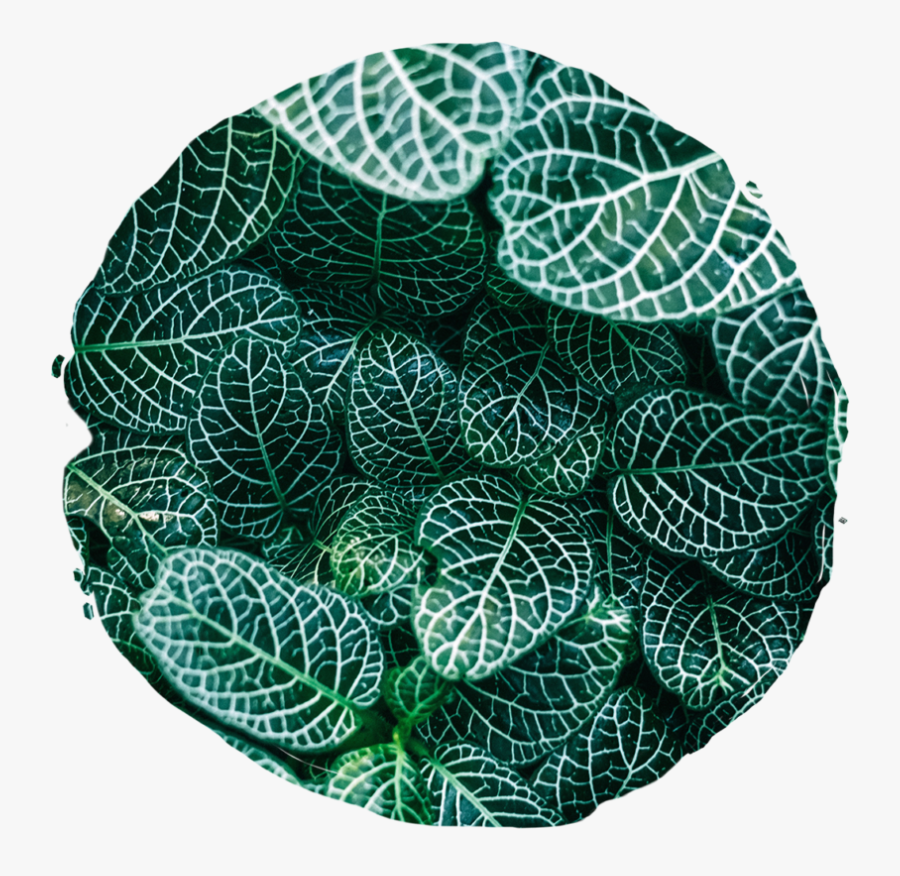 Leaves Close Up, Transparent Clipart
