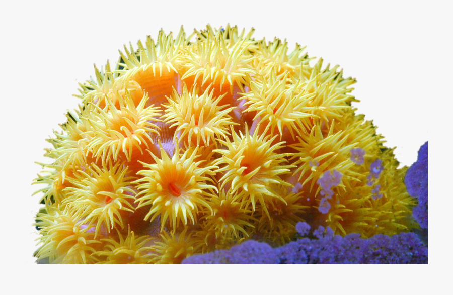 Transparent Coral Psd - Clipart Coral Transparent Background, Transparent Clipart