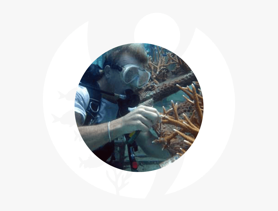 Rifle, Transparent Clipart