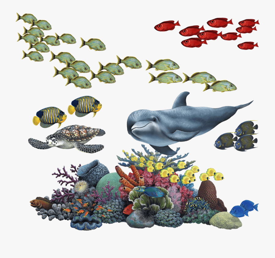 Qh-48, Coral Reef - Fish Coral Reef Png, Transparent Clipart