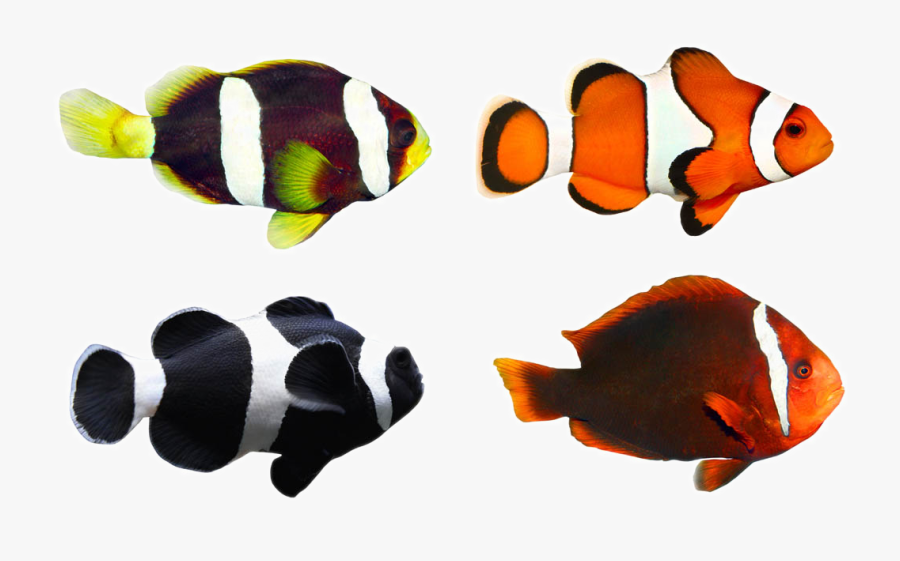 Clownfish Tropical Fish Coral Reef Fish - Colores De Peces Marinos, Transparent Clipart