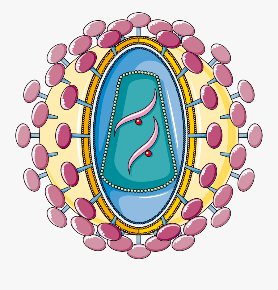 What Is The Hiv Vaccine Story Now, Transparent Clipart