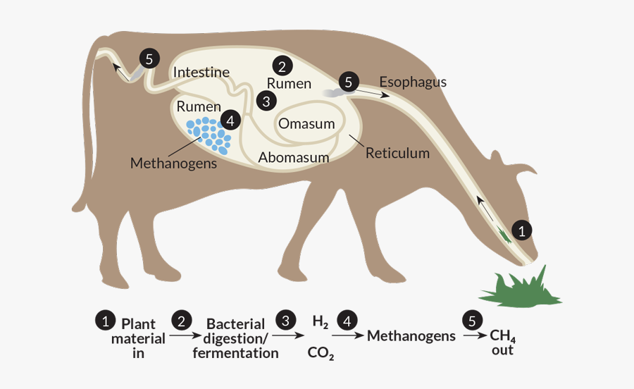 Transparent Dairy Cow Clipart - Cows And Methane, Transparent Clipart