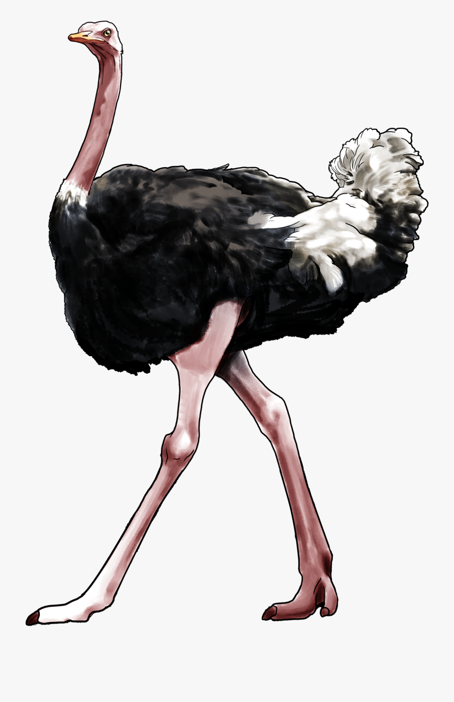 Ostrich Png, Transparent Clipart