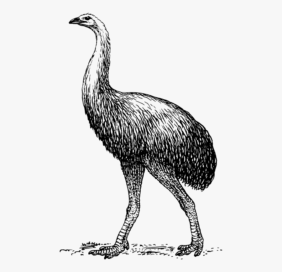 Flightless Bird,wildlife,extinction - Moa Bird Png, Transparent Clipart