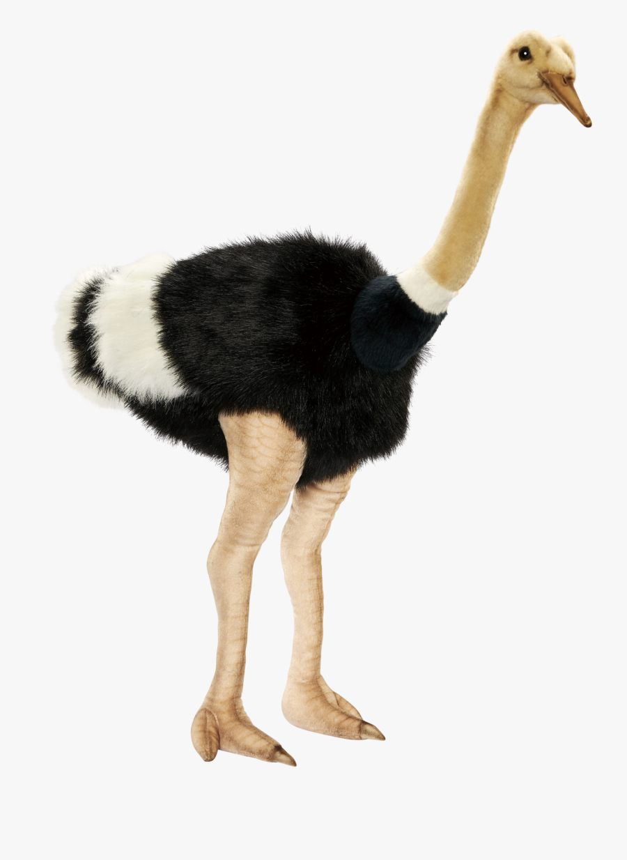 Download Animals Ostrich Png Transparent Images Transparent - Animal Picture Transparent Background, Transparent Clipart