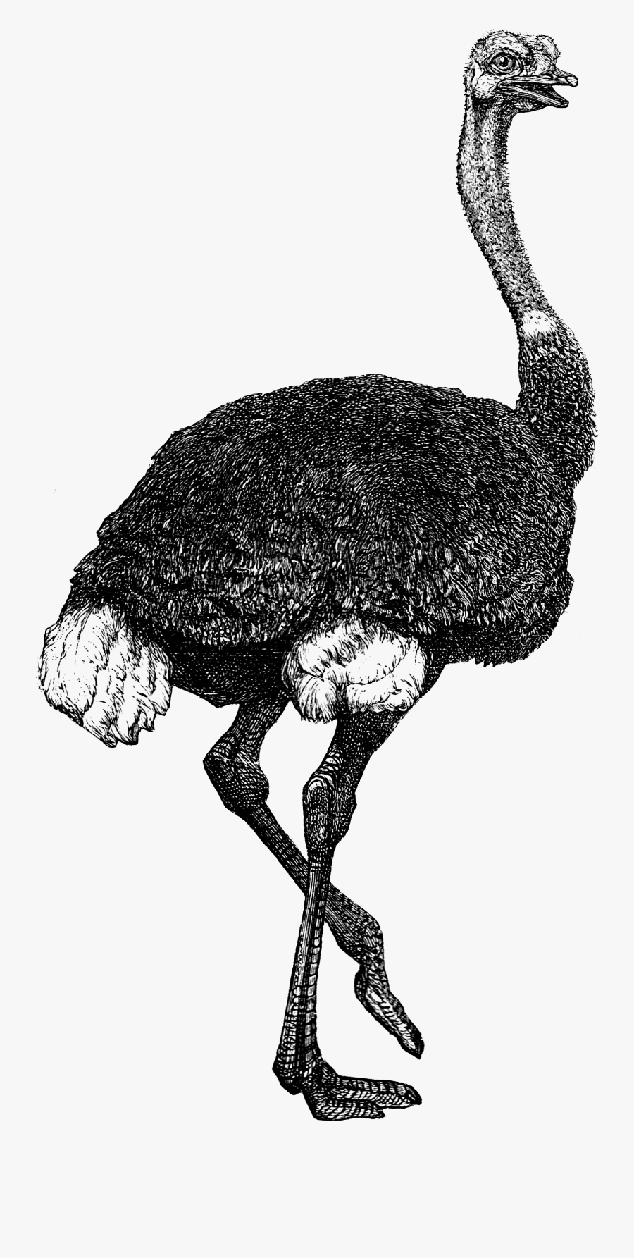 Illustration, Transparent Clipart