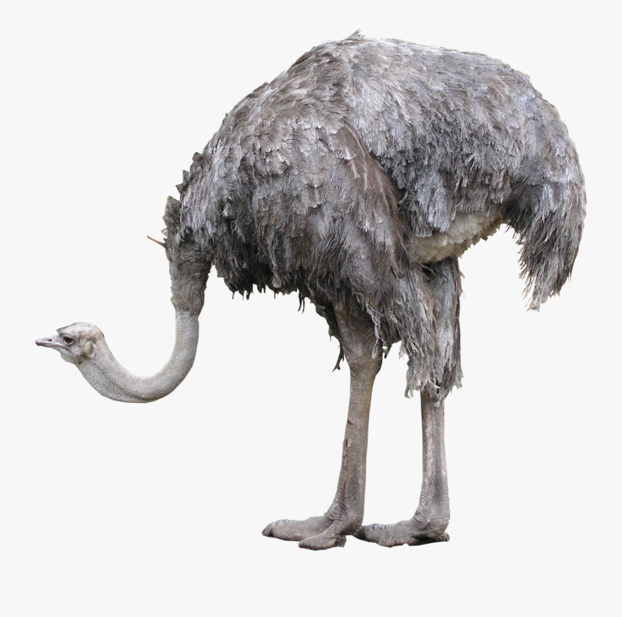Download Ostrich Png Photos - Ostrich Png, Transparent Clipart