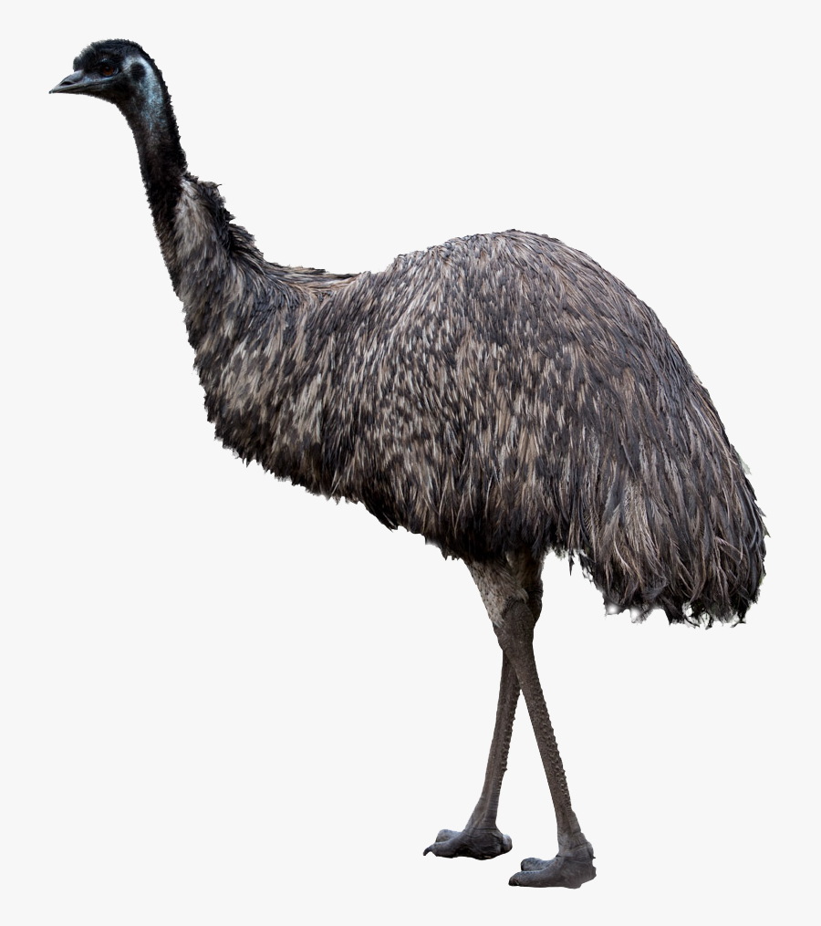 Emu Vs Ostrich Clip Art - Emu Image With Transparent Background, Transparent Clipart