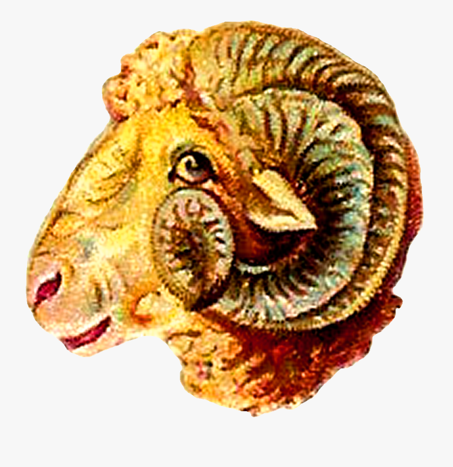 Ram Goat Digital Clip Art - Dall's Sheep, Transparent Clipart