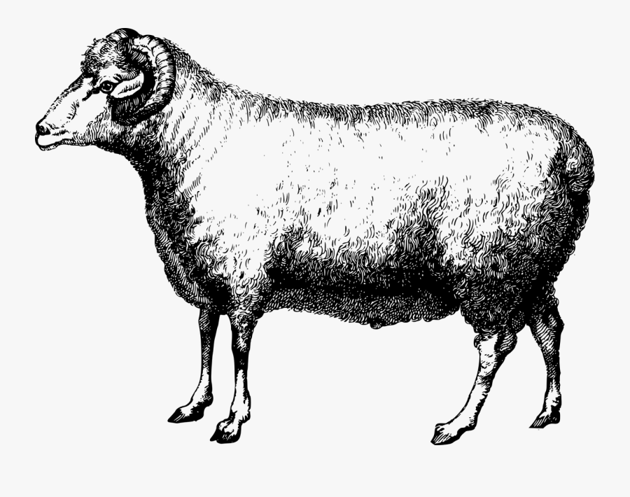 Merino Ram - Oveja Dibujo A Lapiz, Transparent Clipart