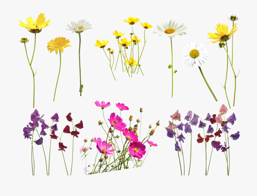 Clip Art Free Sparkler Overlay - Flower For Photoshop Background, Transparent Clipart