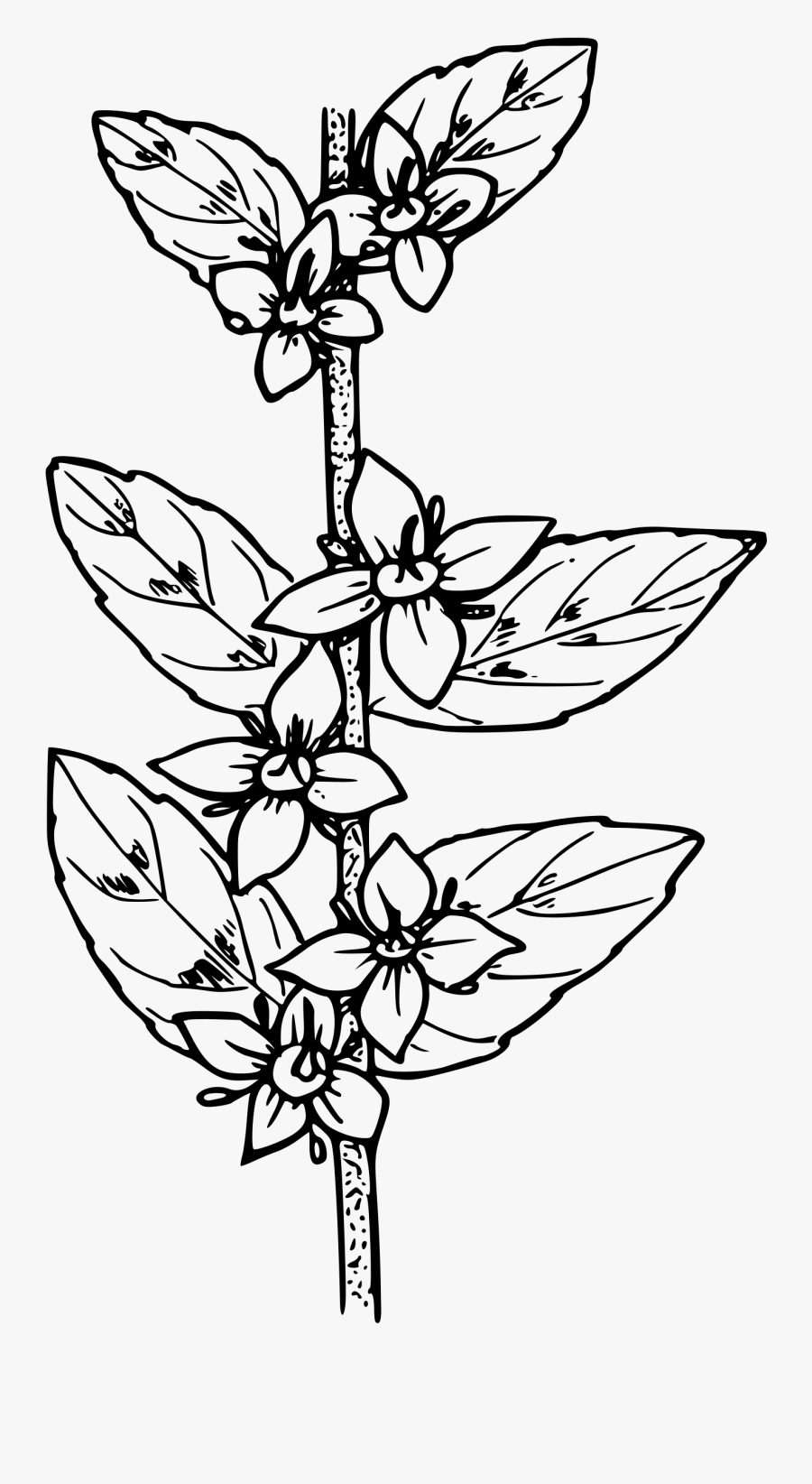 Oregon Boxwood - Gambar Flora Hitam Putih, Transparent Clipart