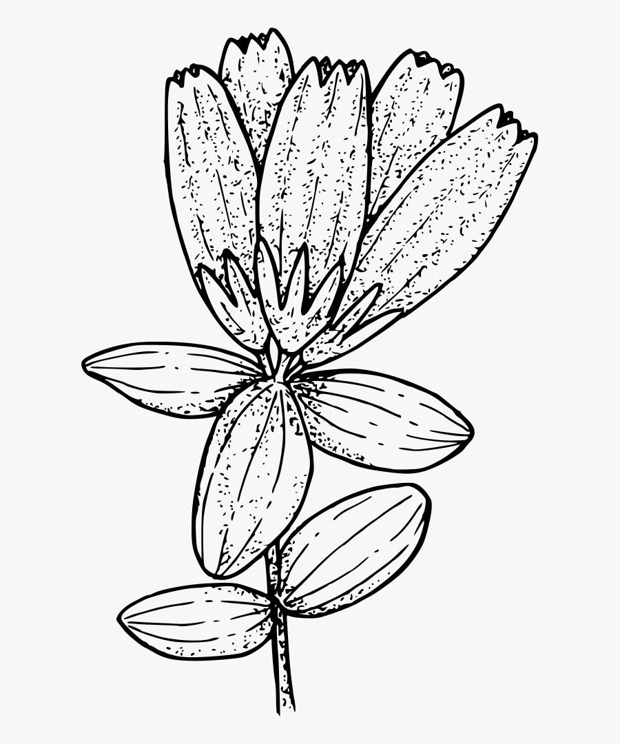 Oregon Bottle Gentian - Bottle Gentian Drawing, Transparent Clipart