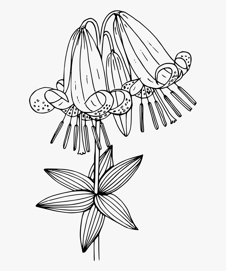 Oregon Lily - Illustration, Transparent Clipart