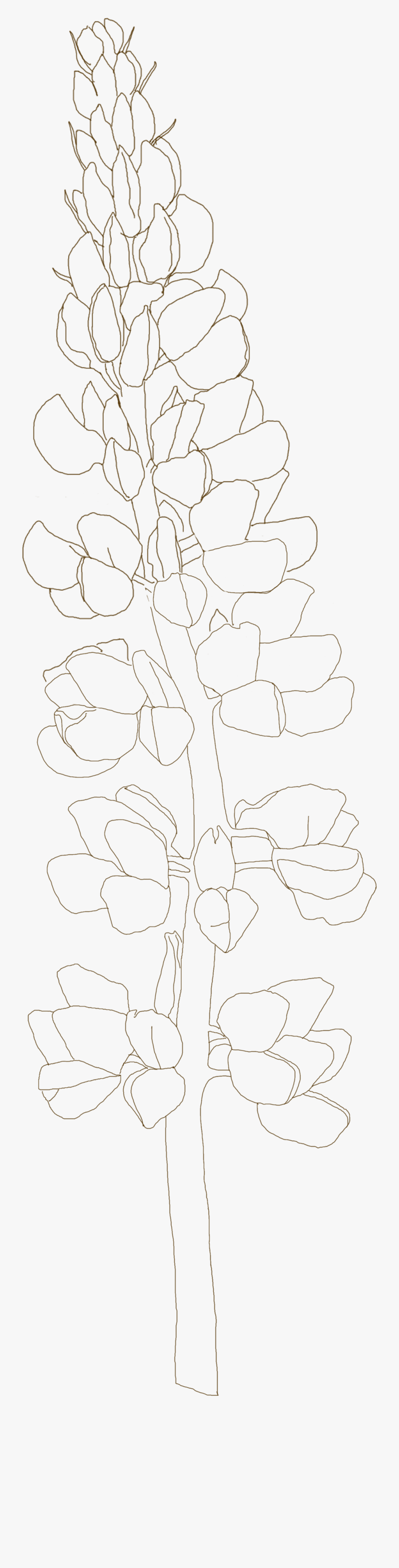 Blue Bonnet - Line Art, Transparent Clipart