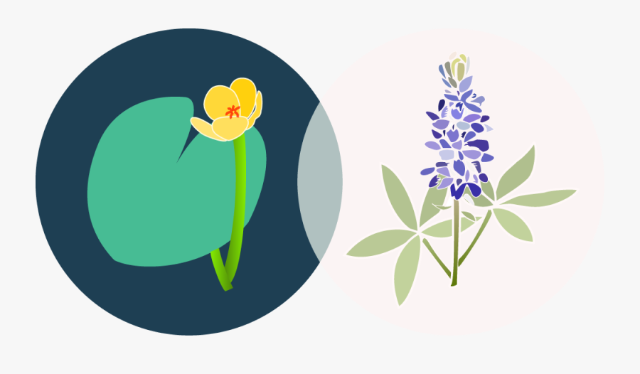 Meet - Csa Mark, Transparent Clipart