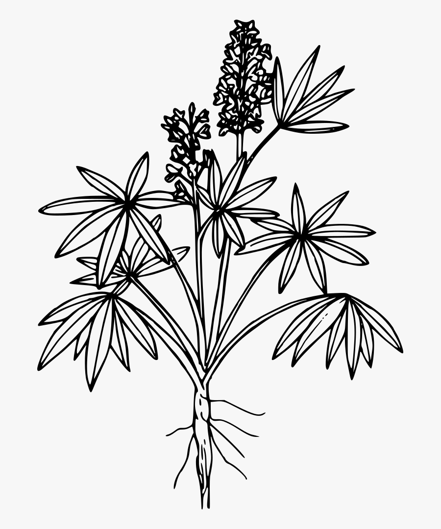 Onlinelabels Clip Art - Png Lupine, Transparent Clipart