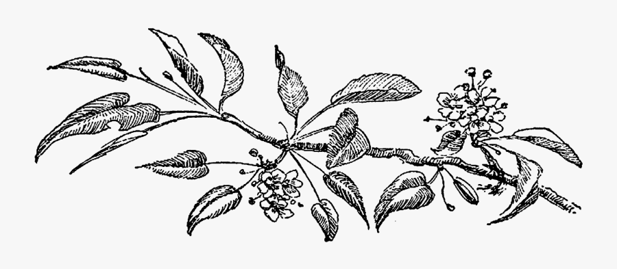 Vintage Bluebonnet Flower Drawing - Black And White Flower Illustration Png, Transparent Clipart