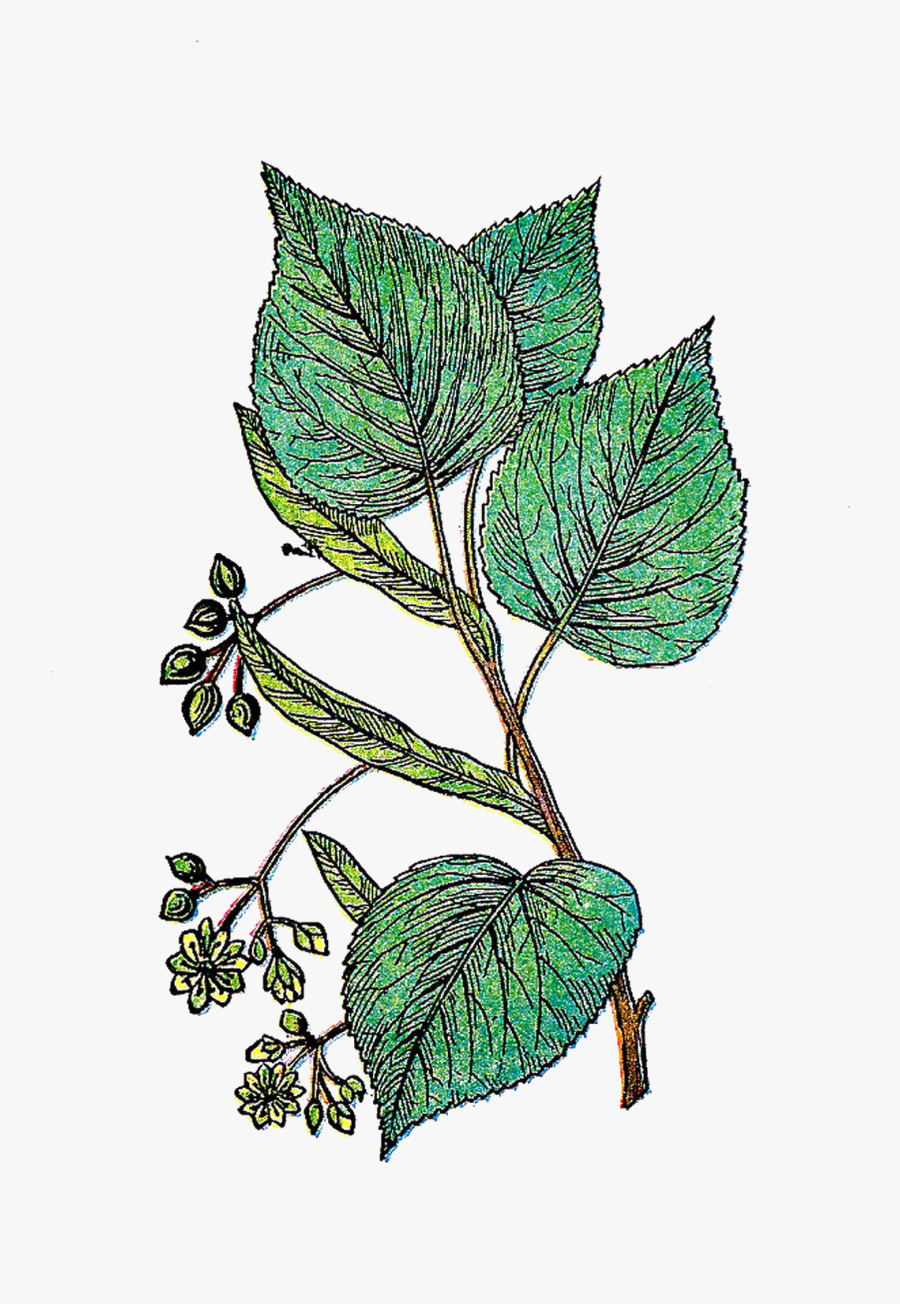 Illustration, Transparent Clipart