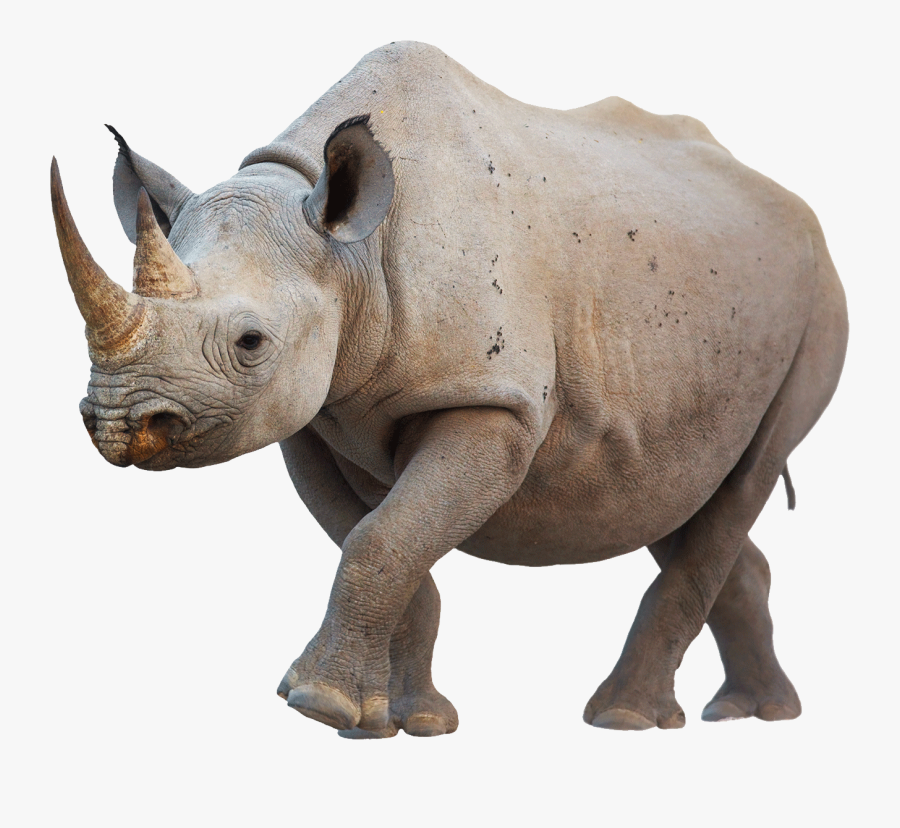Rhino Walking Transparent Png - Rhino Png, Transparent Clipart