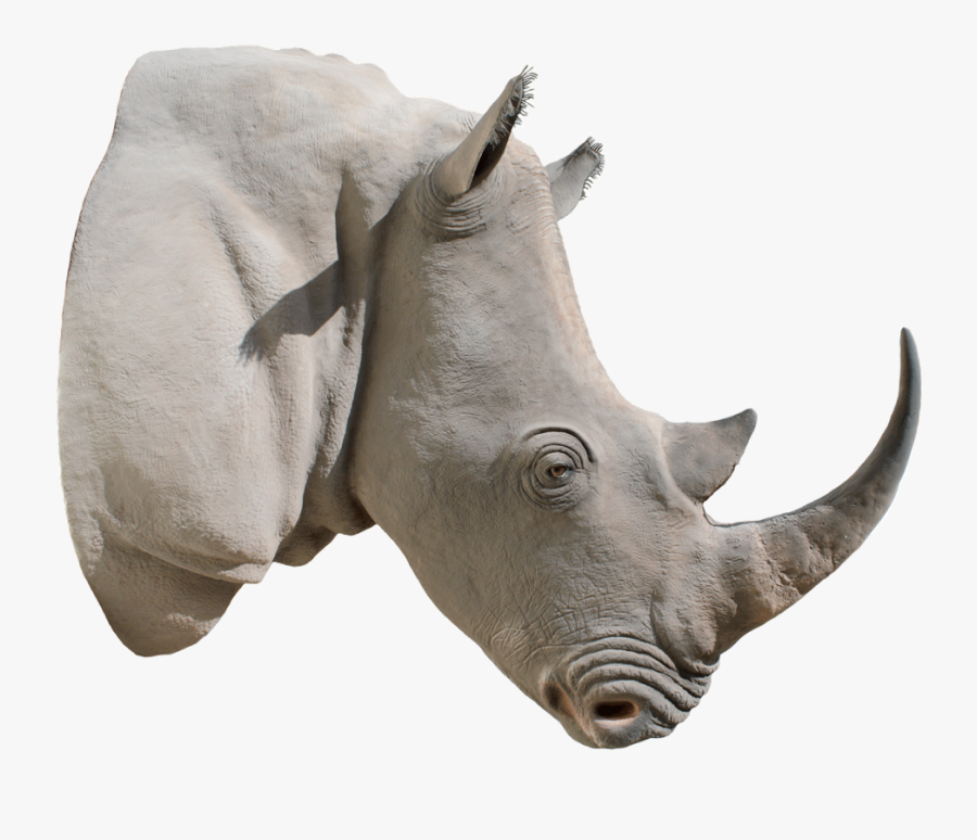 White Rhino, Transparent Clipart