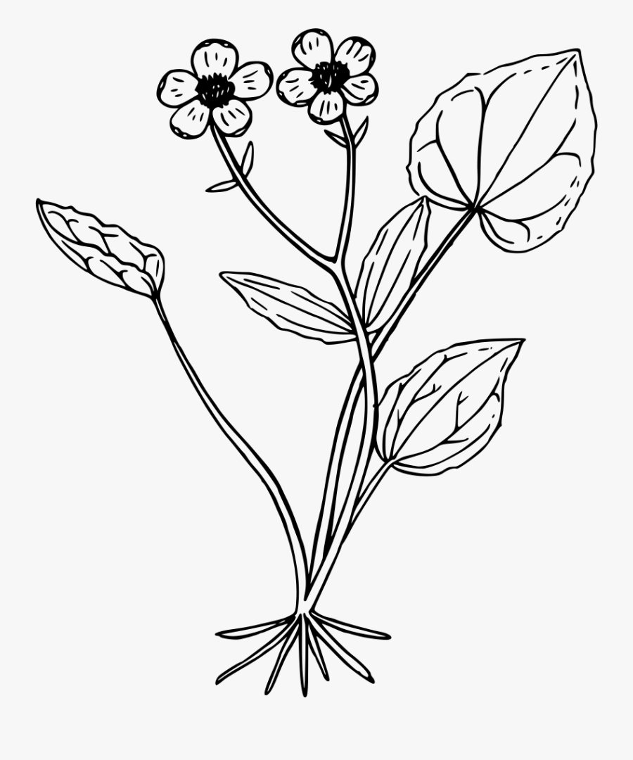 Mountain Buttercup - Buttercup Clipart Black And White, Transparent Clipart