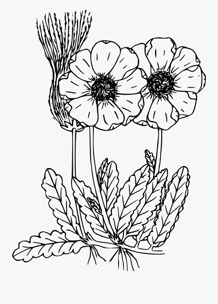 Mountain Dryad - Wild Flower Drawing Transparent, Transparent Clipart